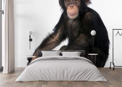 Young Chimpanzee, Simia troglodytes, 5 years old, sitting in front of white background Wall mural