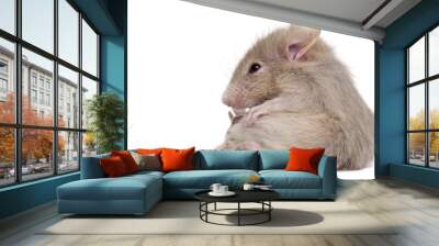 Young mouse in front of white background Wall mural