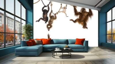 Young Orangutan, young Pileated Gibbon and young Bonobo hanging Wall mural