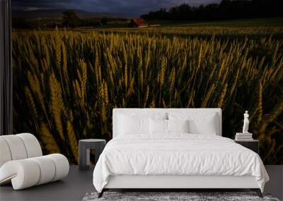 Landscape view of a crop field at sunset, shot in Fribourg, Switzerland Wall mural