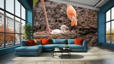 Mother Flamingo Checking on her Baby Chick, American flamingo, Phoenicopterus ruber Wall mural