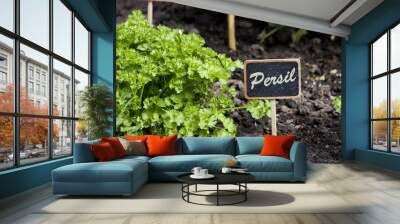 Herbe aromatique Persil Wall mural