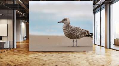 seagull on the beach Wall mural