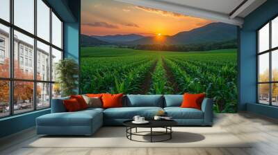 Full bloom corn cobs organic farm in the morning with sun rise.  Wall mural