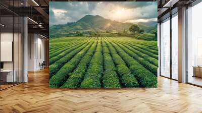 Tea field green plantation agriculture background top leaf farm landscape pattern drone. Organic field mountain green plant tea table view wooden product aerial display farmer wood fresh harvest land. Wall mural