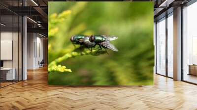 Matting green bottle flies on branch Wall mural