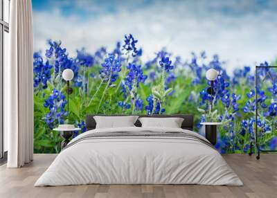 Texas Blue Bonnets Wall mural