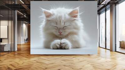 fluffy white cat make a wish,cute Wall mural