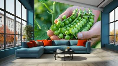 Green peas in the garden in the hands of a woman. Selective focus. Wall mural