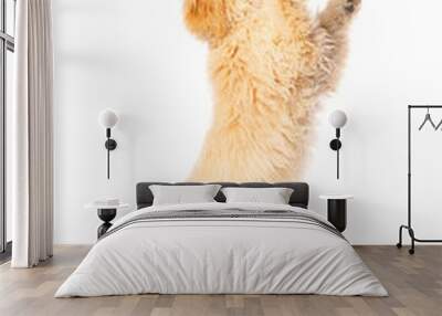 Golden Doodle dog Wall mural