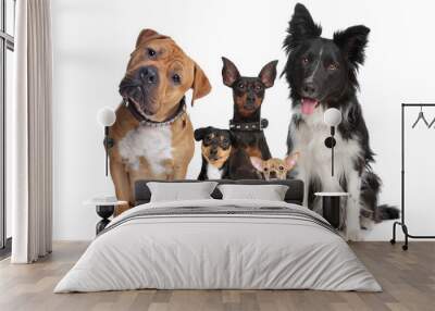 group of five dogs Wall mural