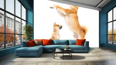 two Shiba Inu Japanese breed dogs Wall mural