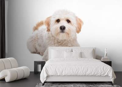 white fluffy dog Wall mural