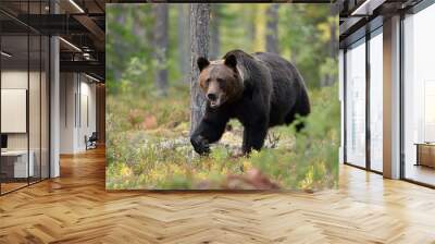 Bear walking in the woods Wall mural