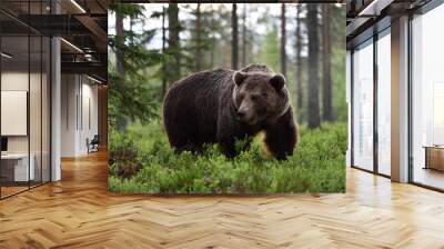 big male bear powerful pose in the forest Wall mural