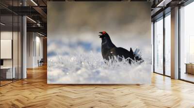 Black grouse on a snow covered landscape in bog. Early spring morning. Wall mural