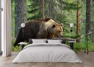 brown bear, forest background Wall mural