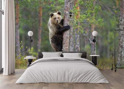 Brown bear cub on a tree Wall mural