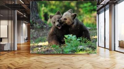 Brown bear cubs playing in the forest Wall mural