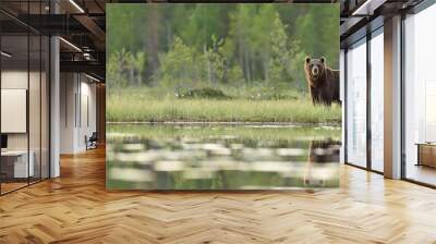 Brown bear panorama in bog. Panoramic view of brown bear in bog at summer. Wall mural