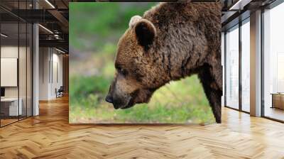 brown bear portrait Wall mural