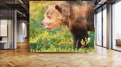 male brown bear Wall mural