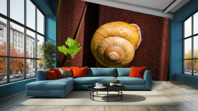 snail on leaf Wall mural