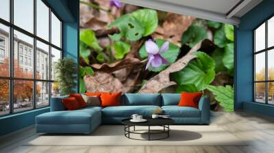 Violet Flower in Bloom in Winter Wall mural