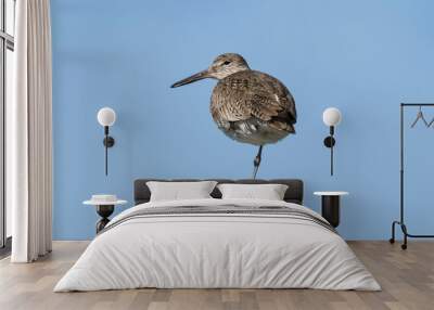 balancing bird Wall mural