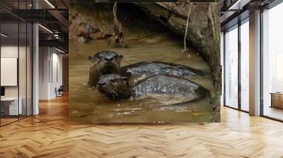 two otters Wall mural