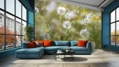 Dandelion seedhead closeup capturing in springtime Wall mural