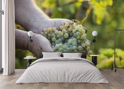 Farmers hands holding harvested grapes Wall mural