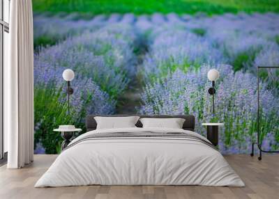 Lavender flowers in row, pastel colors and blur background. Wall mural