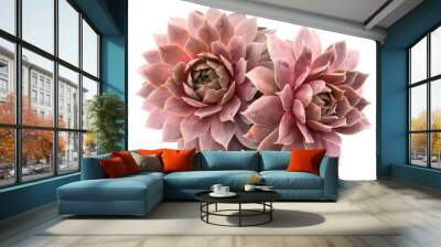 Supervivum Succulent Wall mural