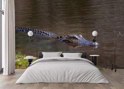 Closeup of an alligator swimming. Its head and back are breaking over the water surface. Wall mural