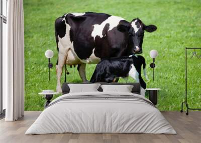 Cow with newborn calf Wall mural