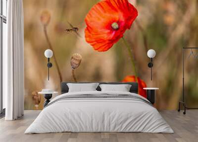 red poppies in a cereal field with green and yellow backgrounds Wall mural