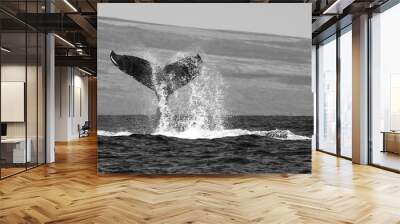 Black and White Whale Tail with Spray in Ocean with Island Beyond Wall mural