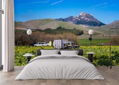 Workers Harvest Crops under Blue Sky with Foothills in California Wall mural