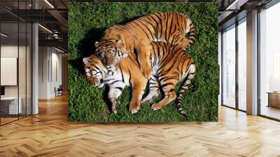 tiger Wall mural