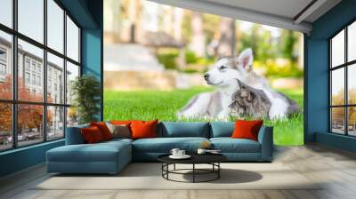 Alaskan malamute puppy embracing adult maine coon cat on green summer grass and looking away on empty space Wall mural