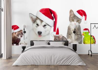 Big group of the pets wearing a red christmas hats above white banner. Empty space for text. Isolated on white background Wall mural