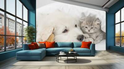 Big white Swiss shepherd puppy lying with tiny  kitten and favorite toy bear. Pets heating together under white warm blanket on a bed at home Wall mural