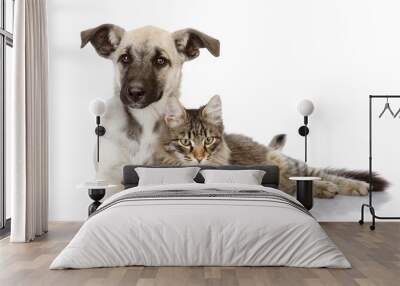 cat and dog together. isolated on white background Wall mural