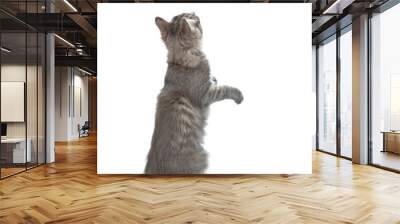 Cat sits in back view and looks up. isolated on white background Wall mural