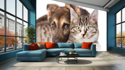 closeup cat and dog together. isolated on white background Wall mural