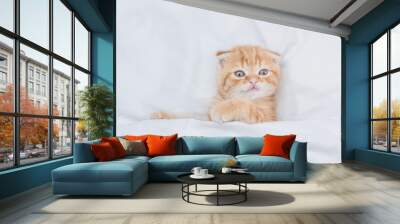 Cozy ginger fold kitten looks from under white warm blanket. Top down view Wall mural