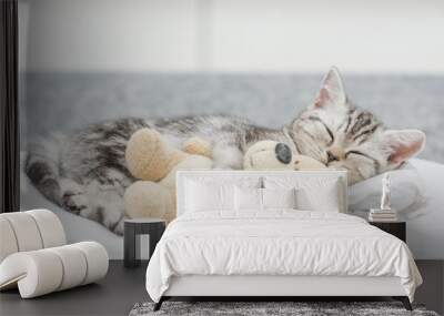 Cute baby kitten sleeping with toy bear Wall mural