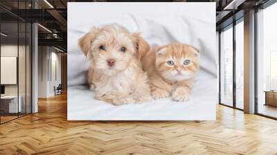 Cute Goldust Yorkshire terrier puppy and baby kitten lying together under warm white blanket on a bed at home Wall mural