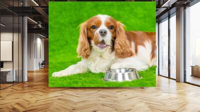 Dog lying with empty bowl on the green grass Wall mural